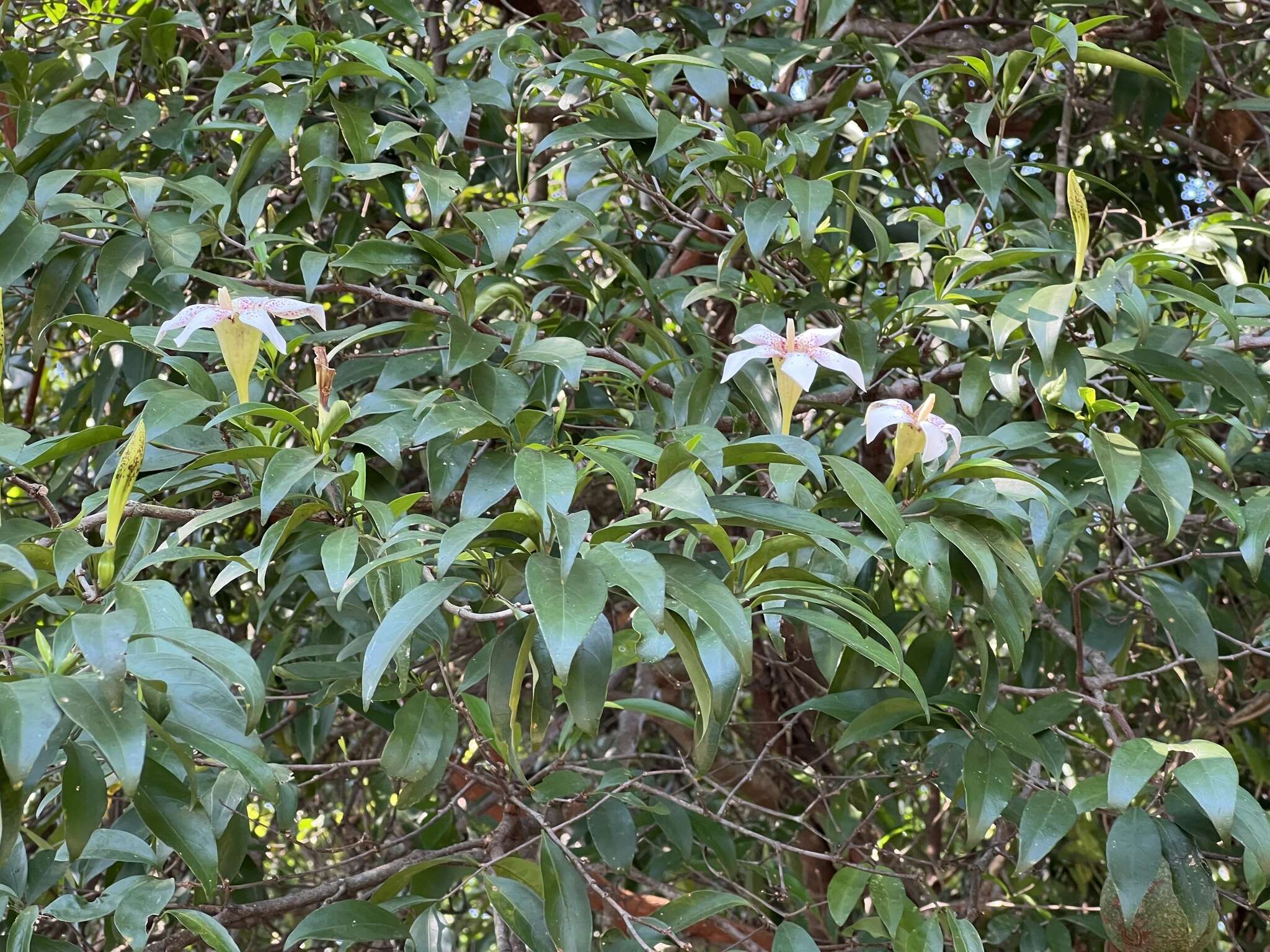 Image of Rothmannia fischeri (K. Schum.) Bullock ex Oberm.