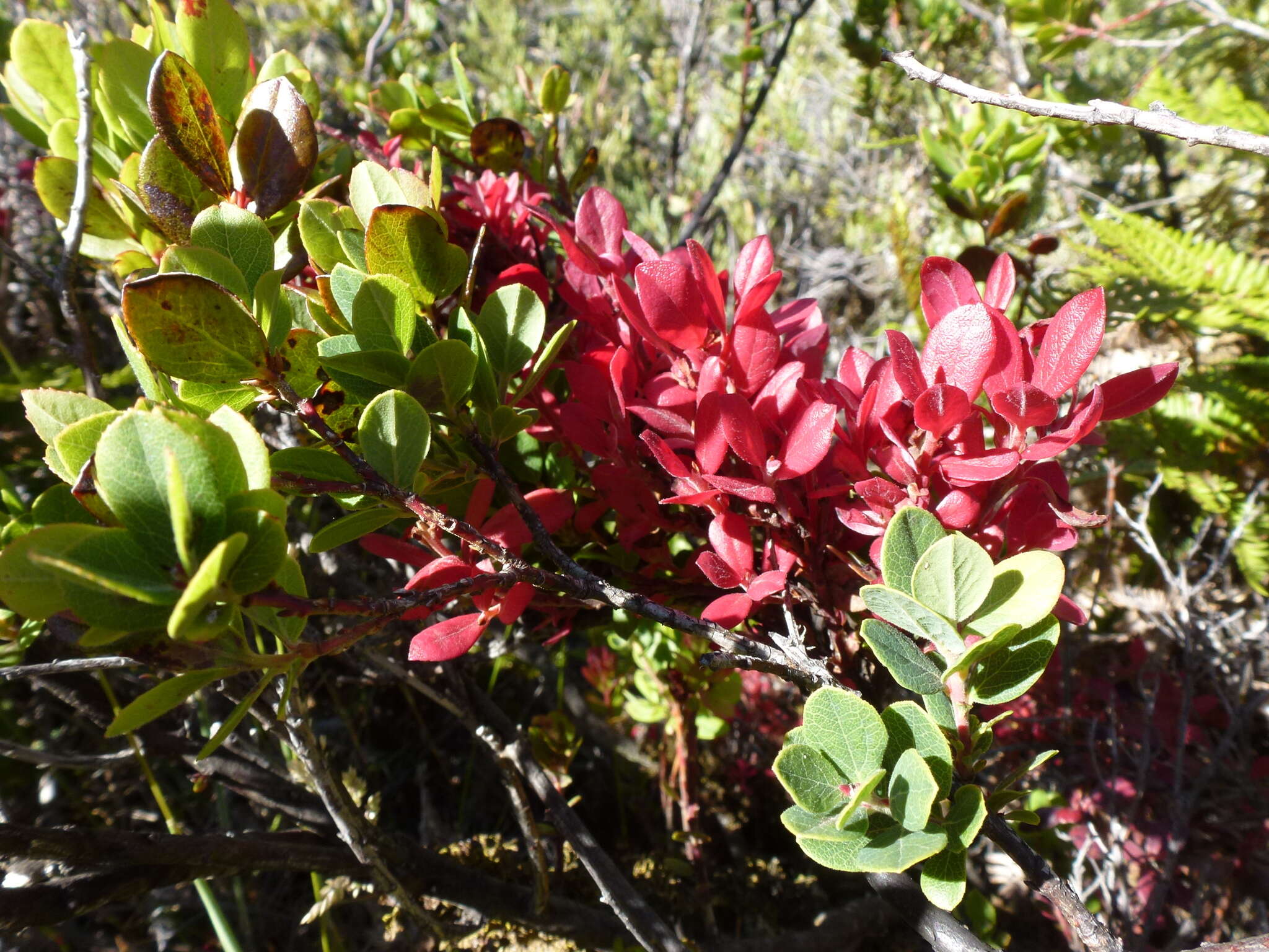 Image of Exobasidium darwinii Piątek & M. Lutz 2012