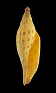 صورة Scaphella dubia (Broderip 1827)