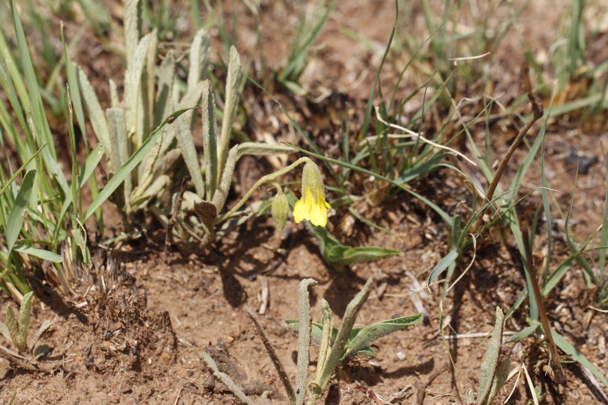 Image of Hermannia lancifolia Szyszyl.