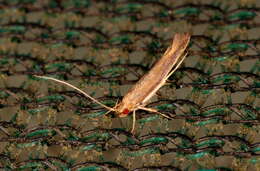 Image of Glaphyristis marmarea Meyrick 1897