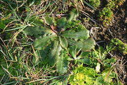 Image of Hairy Cat's-Ear