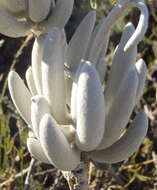 Image of cocoon-plant