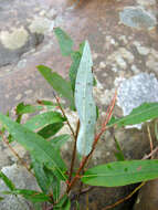 Image of coastal plain willow