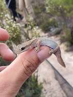 Image de Diplodactylus vittatus Gray 1832