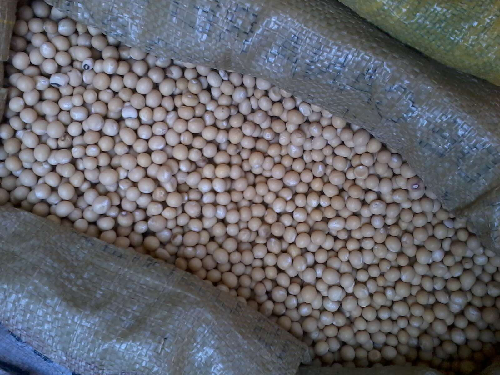 Image of bambarra groundnut