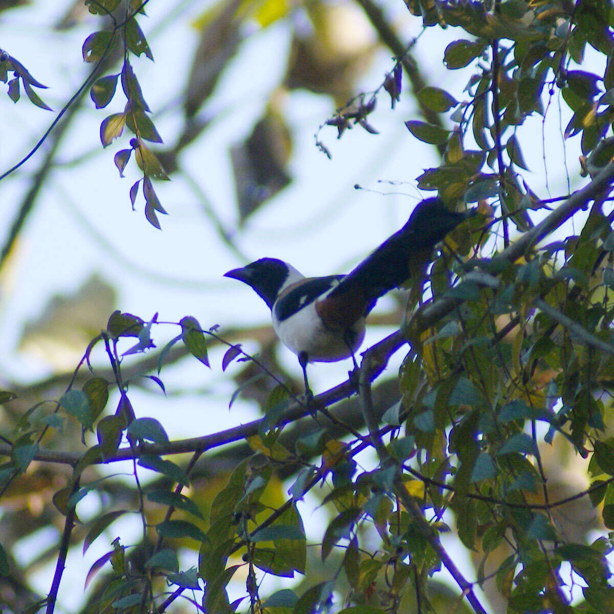 Image of White-bellied Treepie