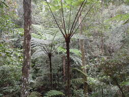 Image of Alsophila borneensis (Copel.) R. M. Tryon