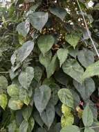 Image of Begonia tropaeolifolia A. DC.