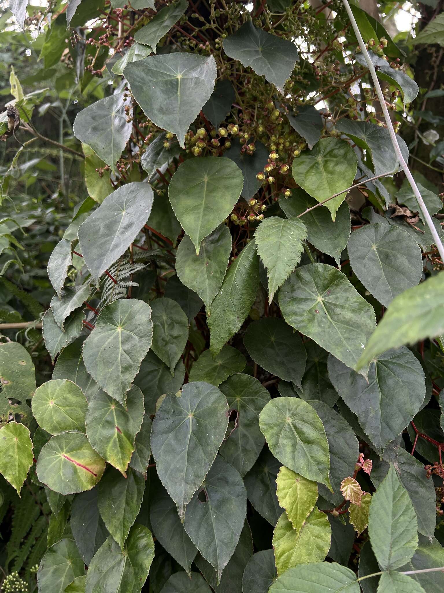 Image de Begonia tropaeolifolia A. DC.