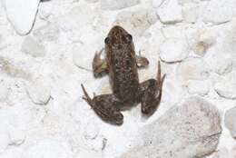 Image of Tasmanian Froglet