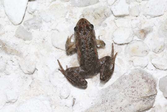 Image of Tasmanian Froglet