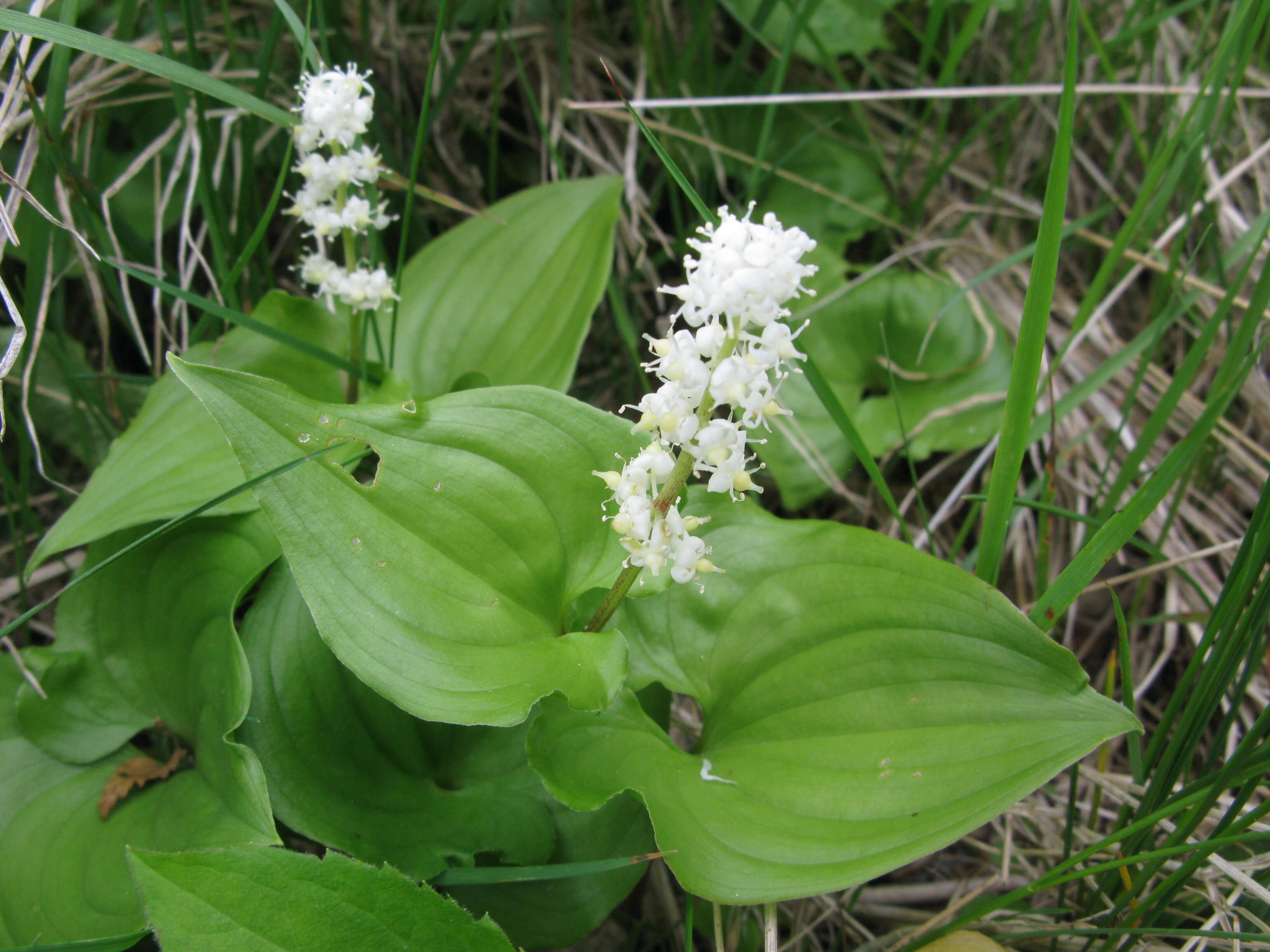 Imagem de Maianthemum dilatatum (Alph. Wood) A. Nelson & J. F. Macbr.