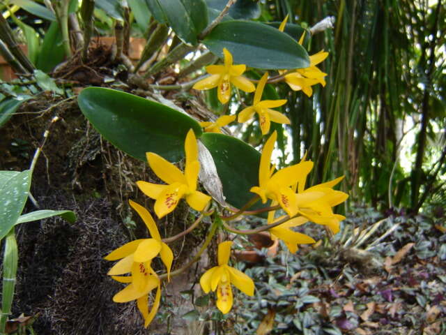 Image of Guarianthe aurantiaca (Bateman ex Lindl.) Dressler & W. E. Higgins