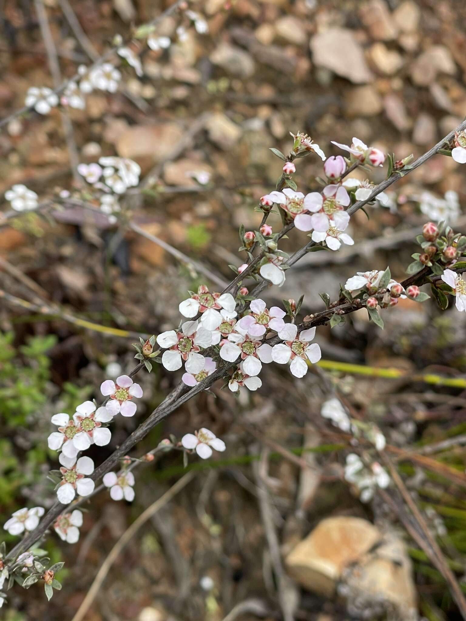 Sivun Leptospermum multicaule A. Cunn. kuva