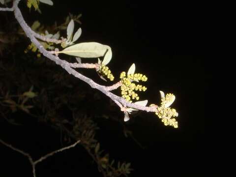 Image of Southern Live Oak