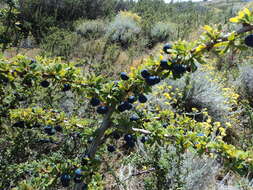 Image of Magellan barberry