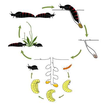 Image of Berberomeloe majalis