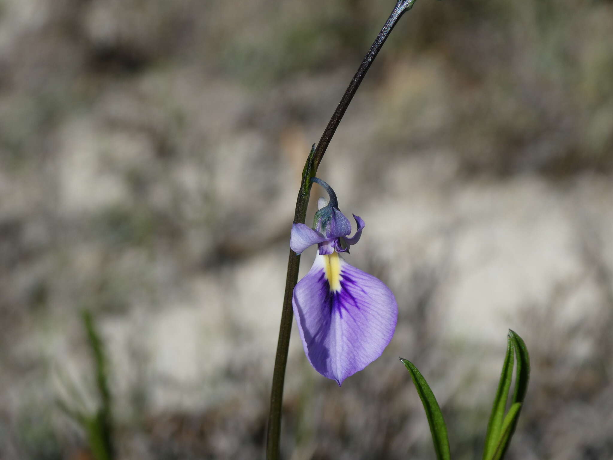 Image of Pigea calycina DC.