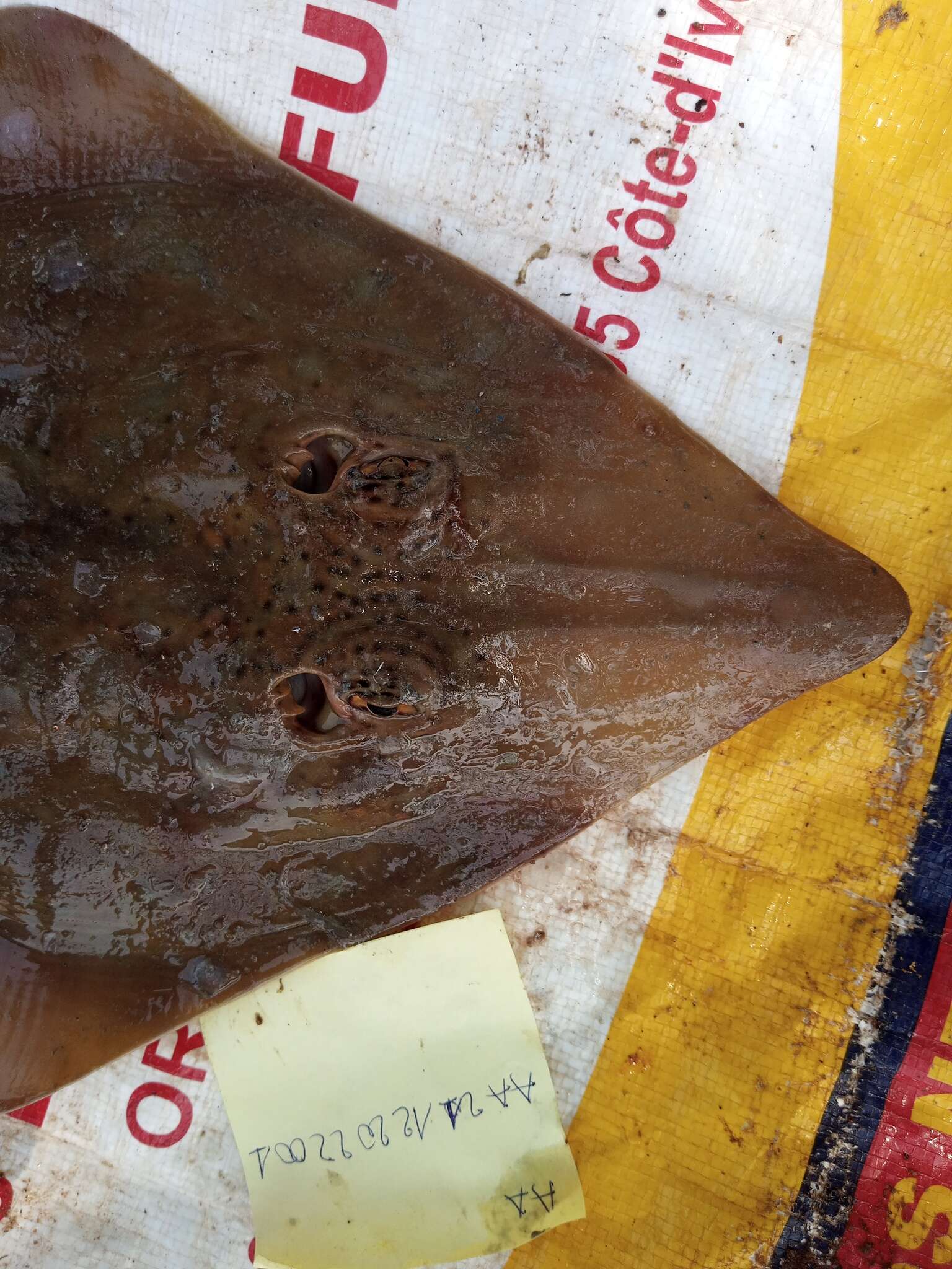 Image of Spineback guitarfish