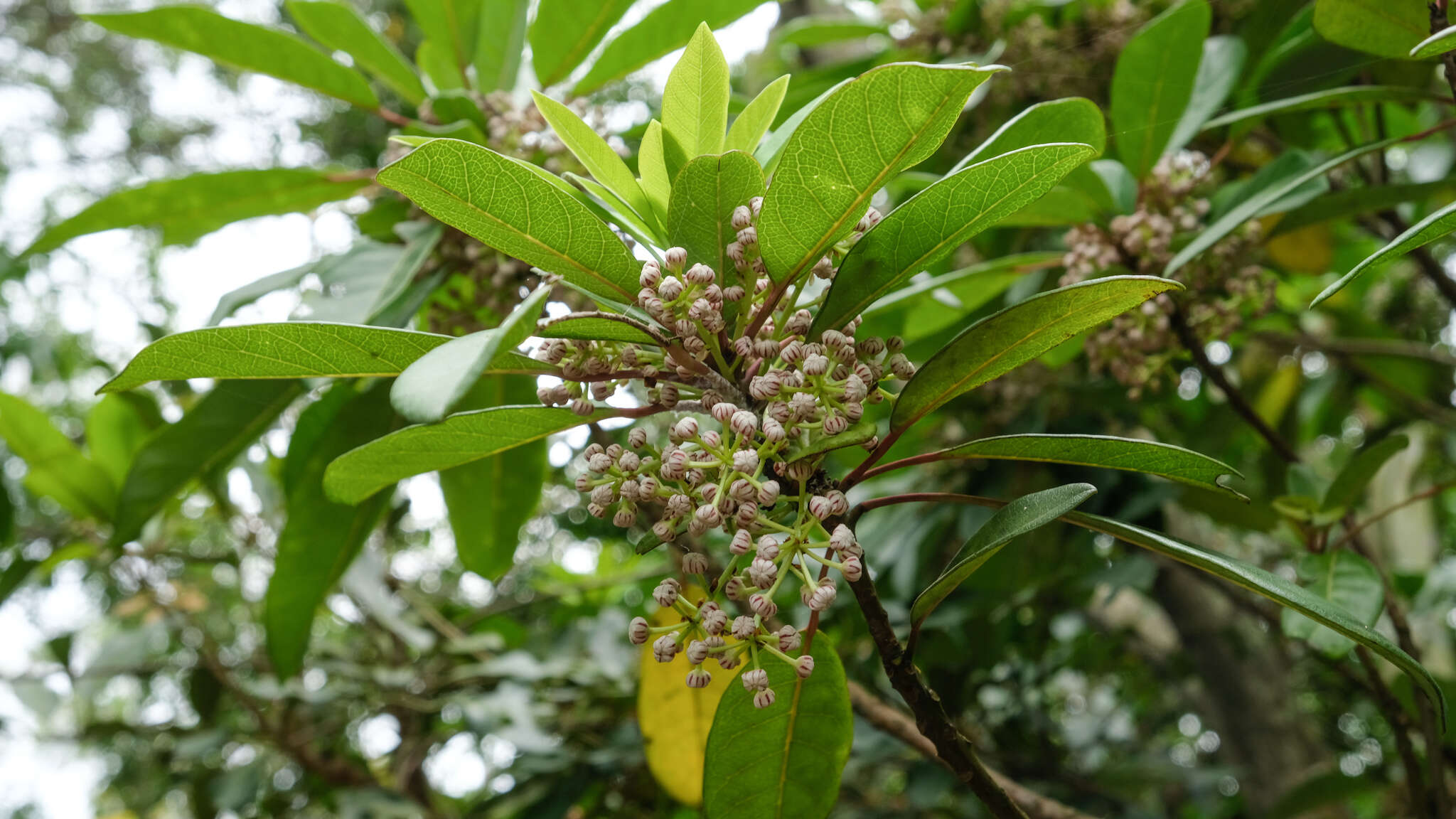 Image de Daphniphyllum calycinum Benth.