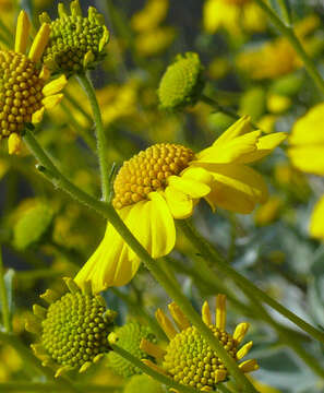 Sivun Encelia farinosa A. Gray ex Torr. kuva