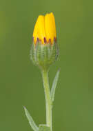 Image of field marigold