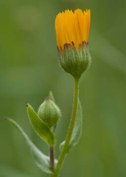 Image of field marigold