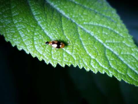 Image de Lebia (Lebia) lobulata Le Conte 1863