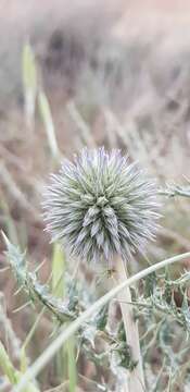 Image of Echinops ritro subsp. ritro