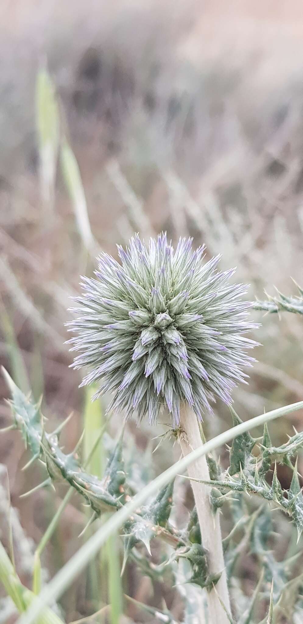 Image of Echinops ritro subsp. ritro