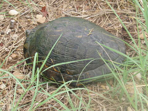 Image of slider turtle, red-eared terrapin, red-eared slider