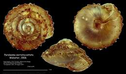 Image of Paralaoma serratocostata Webster 1906