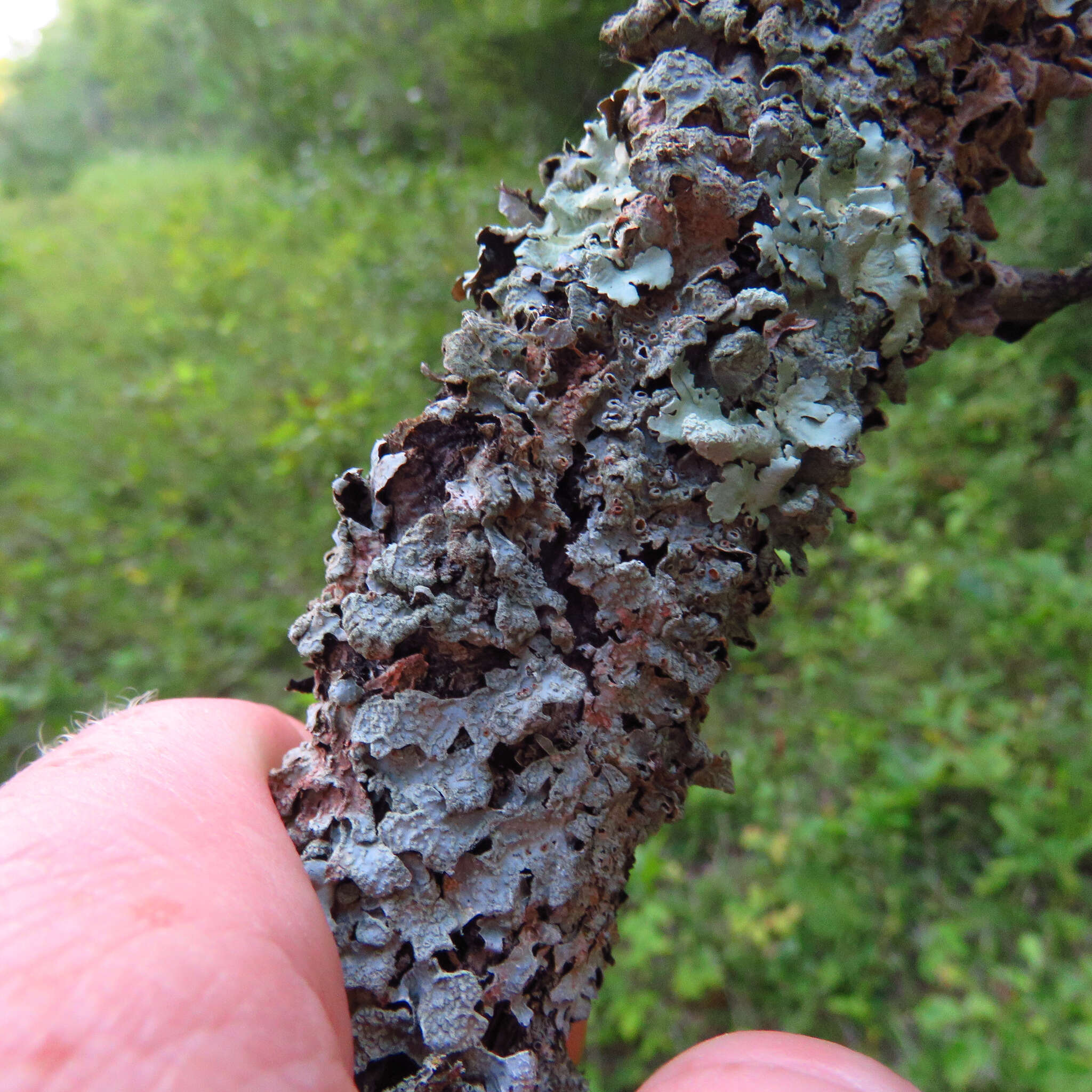 Image of Hammered shield lichen