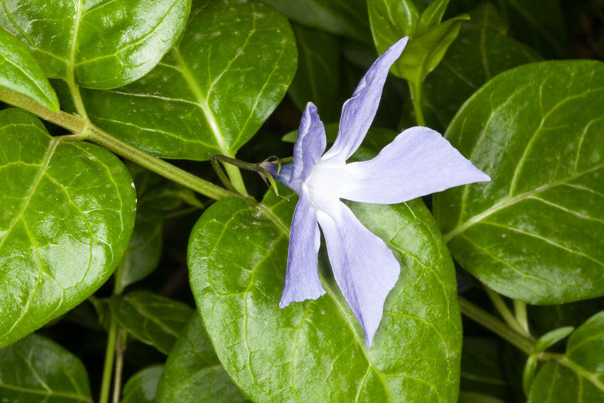 Image of Vinca difformis subsp. sardoa Stearn