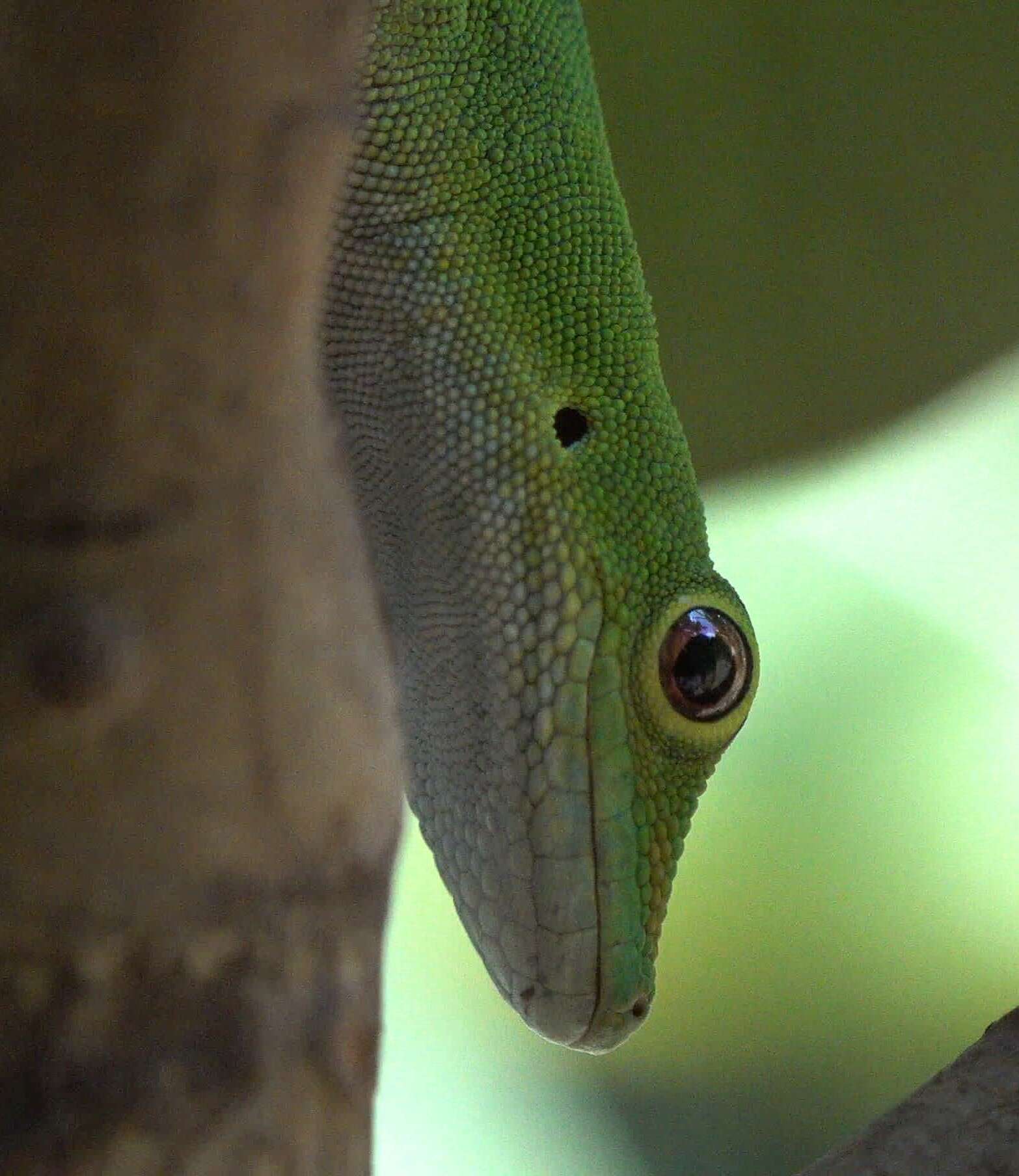 Imagem de Phelsuma v-nigra anjouanensis Meier 1986