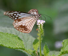 صورة Parantica aglea Cramer 1781