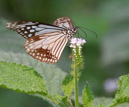 صورة Parantica aglea Cramer 1781