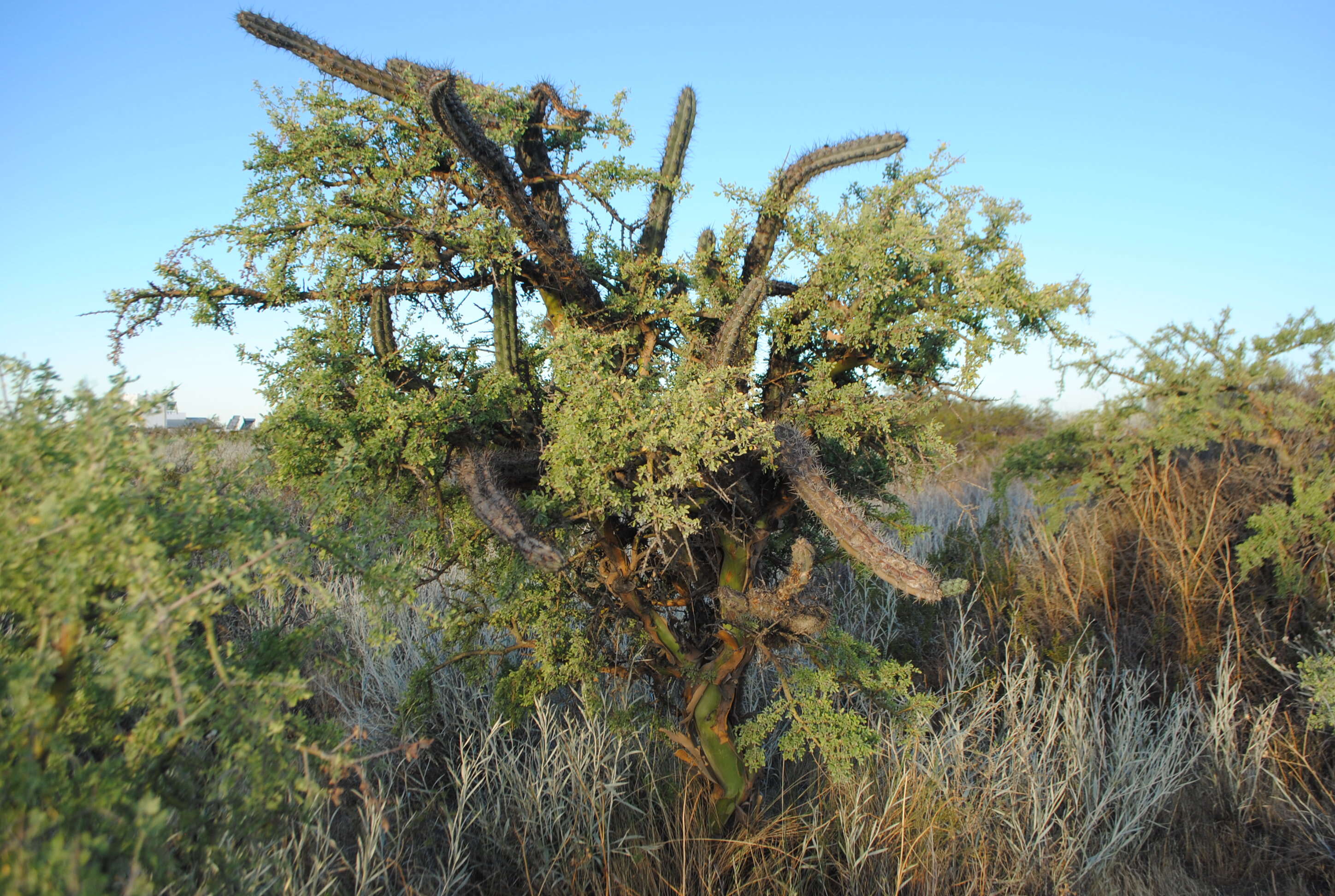 Image of Cereus aethiops Haw.