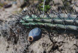 Image of Cereus aethiops Haw.