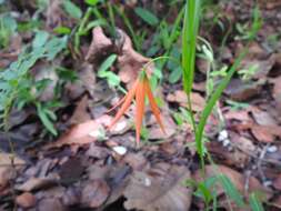 Image of Gloriosa lindenii (Baker) J. C. Manning & Vinn.