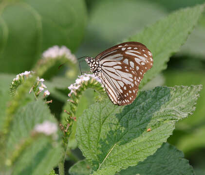 صورة Parantica aglea Cramer 1781