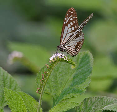 صورة Parantica aglea Cramer 1781