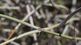 Image of California Ephedra