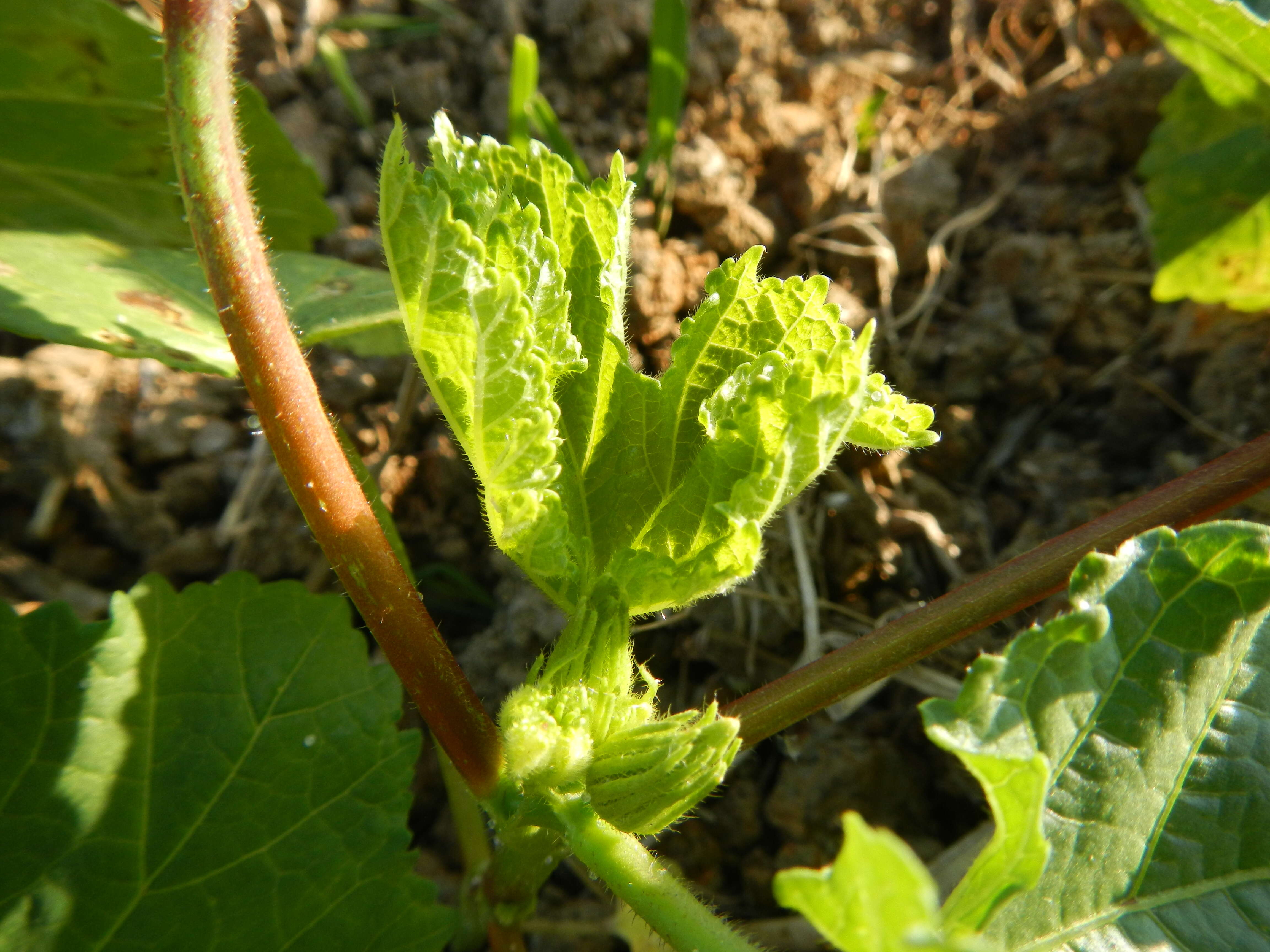 Image of okra