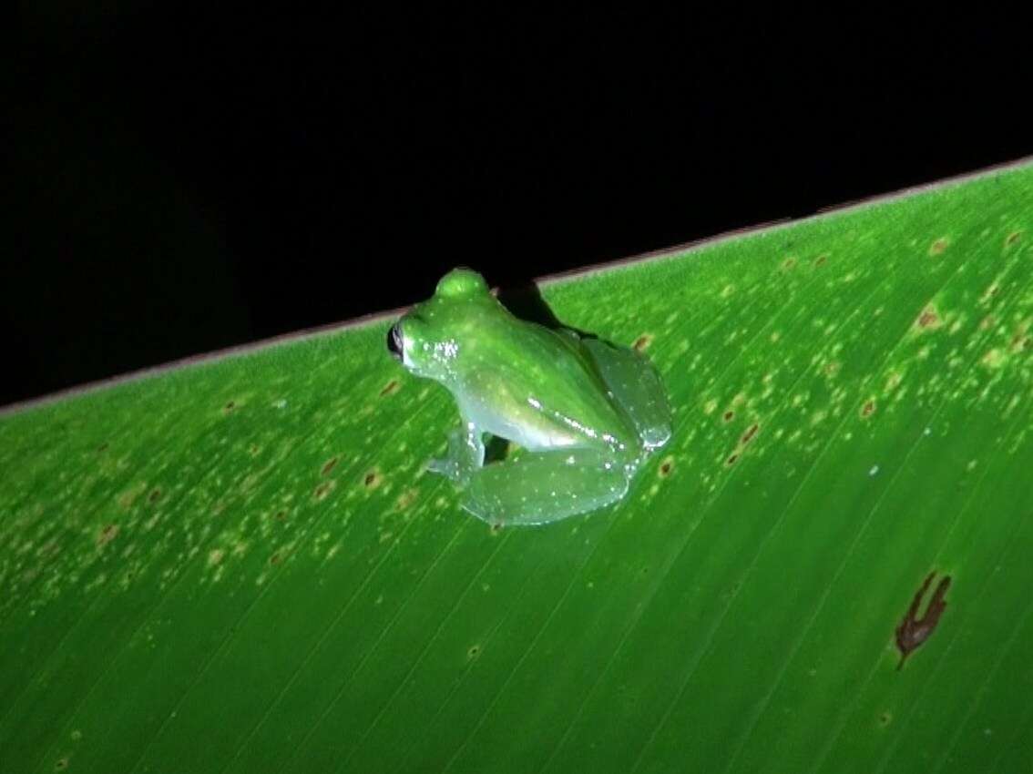 Image of La Palma Glass Frog