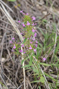 Image of slender false pennyroyal