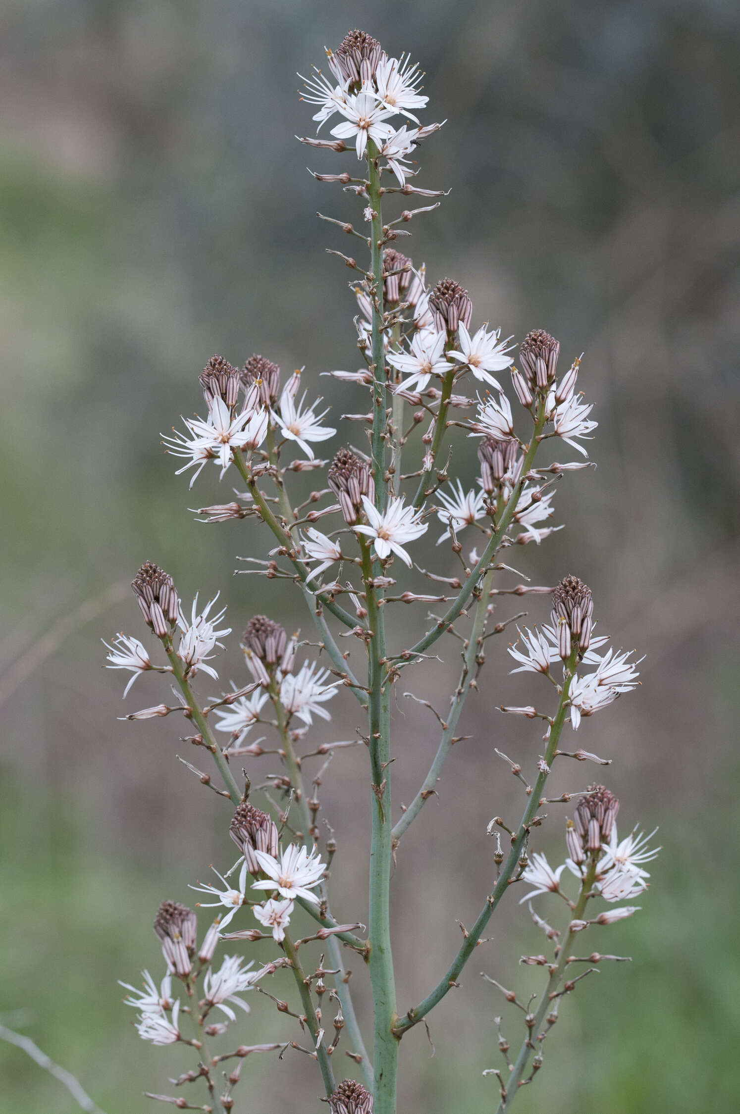 Image of Asphodelus aestivus Brot.