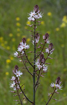 Image of Asphodelus aestivus Brot.