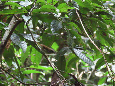 Image of Brown Fulvetta